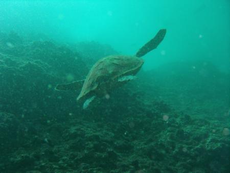 Oman Dive Center (Extra Divers),Muscat,Oman