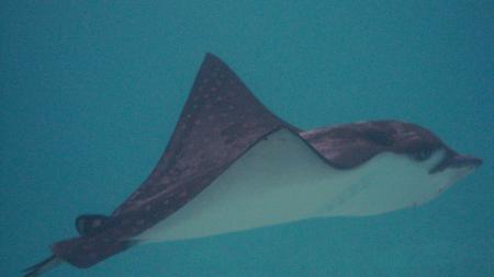 Angaga,SUB AQUA DiveCenter,Malediven