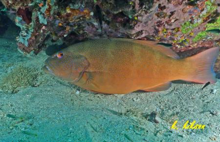 Calypso Diving,Koh Samui,Golf von Thailand,Thailand