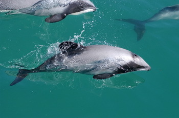 Maui Delfin (Hector Delfin) vor Neuseeland - &copy; Steve Dawson (NABU)