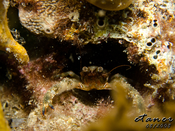 Hausbucht Scuba Valdaliso, Rovinj, Rovinj,Kroatien