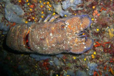 Dive & Fun,Cala D´Or,Mallorca,Balearen,Spanien