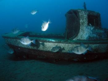 Wrack am Hausriff von Tubarao Madeira - Claudia Cristina