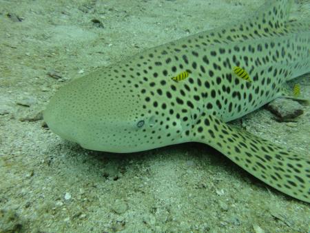 Dream Team Divers,Ya Nui,Phuket,Andamanensee,Thailand