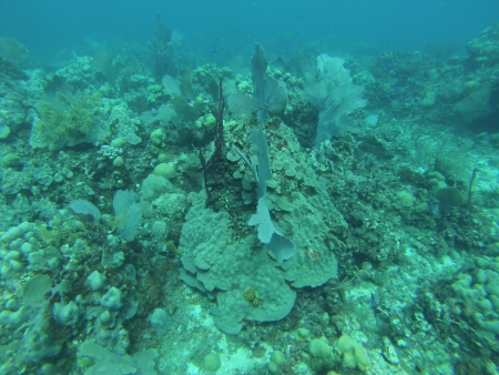 Ultra Marine Divers,Punta Cana,Dominikanische Republik