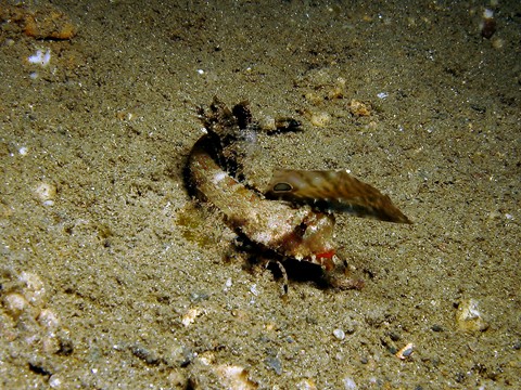 Dili/Scary Crab, Dili / Scary Crab,Osttimor