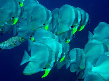 Calypso Diving,Koh Samui,Golf von Thailand,Thailand