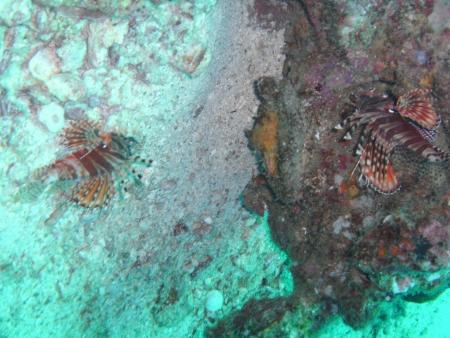 Moskito Diving,Koh Phi Phi,Andamanensee,Thailand