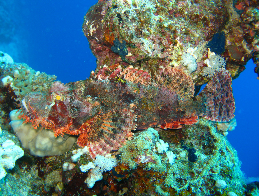 Hausriff, Scuba World Divers, Sol Y Mar Reef Resta Resort, Port Ghalib, Ägypten, El Quseir bis Port Ghalib