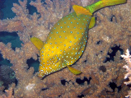 Safaga, Safaga - allgemein,Ägypten