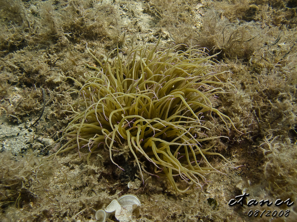 Hausbucht Scuba Valdaliso, Rovinj, Rovinj,Kroatien