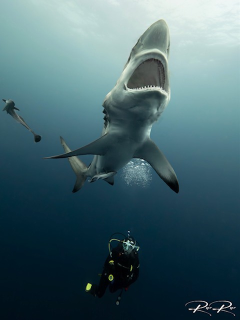 Rae Du Plessis 03, Ocean Warriors, Rae Du Plessis, Aliwal Shoal, Umkomaas, Südafrika