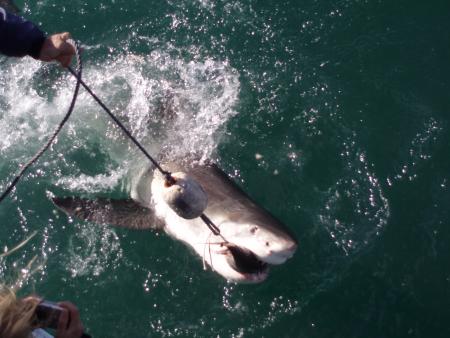 Brian McFarlanes Great White Shark Cage Diving,Gansbaai,Südafrika