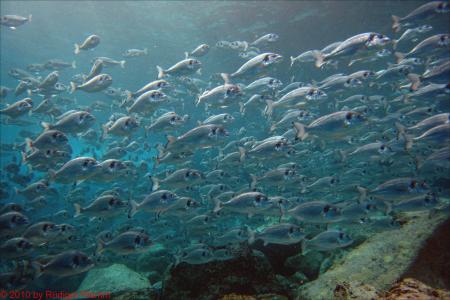 Buceo-Sub La Palma,Kanarische Inseln,Spanien