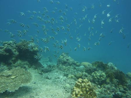 Sipaway Divers,Philippinen