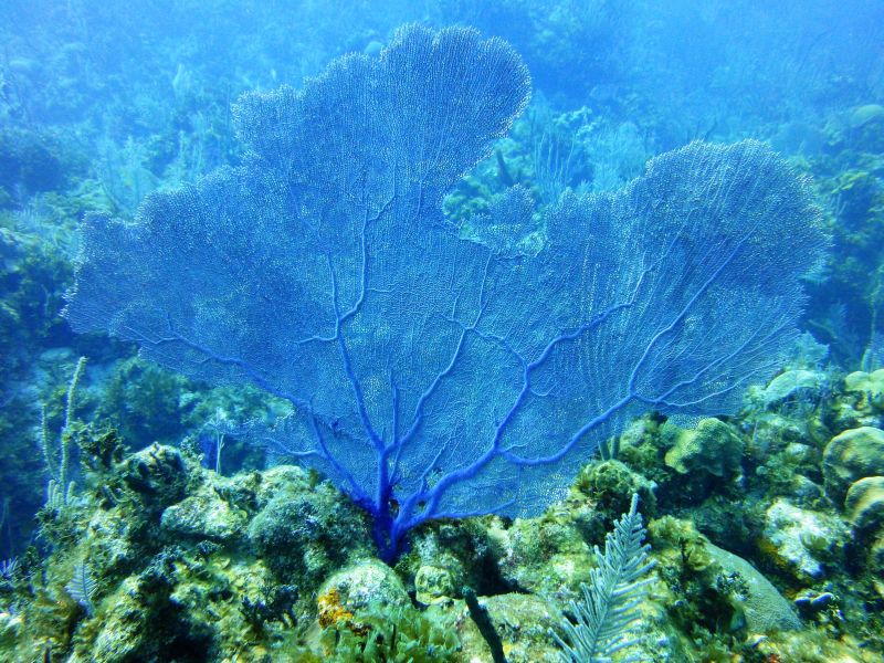 Unterwasserlandschaft und Korallen, Jardines de la Reina,Kuba