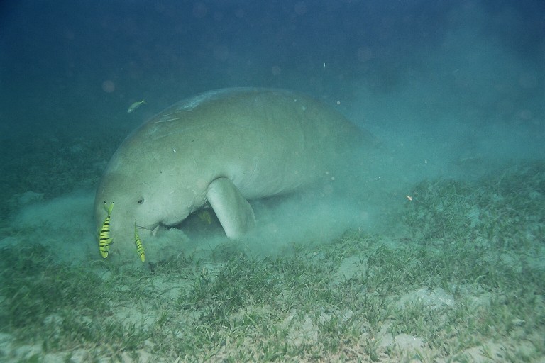 Marsa Alam, Marsa Alam - allgemein,Ägypten