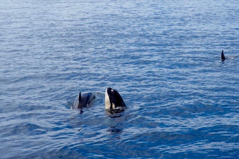 Orcas :D, Lumbalumba Diving Resort, Manado, Sulawesi, Indonesien, Sulawesi
