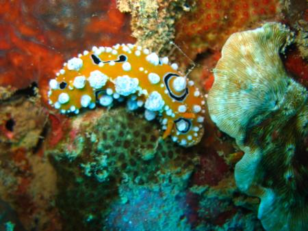 Sipaway Divers,Philippinen