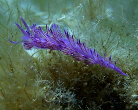 Dive & Fun,Cala D´Or,Mallorca,Balearen,Spanien