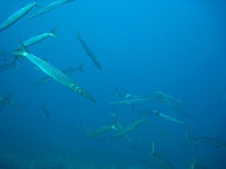 Dive & Fun,Cala D´Or,Mallorca,Balearen,Spanien