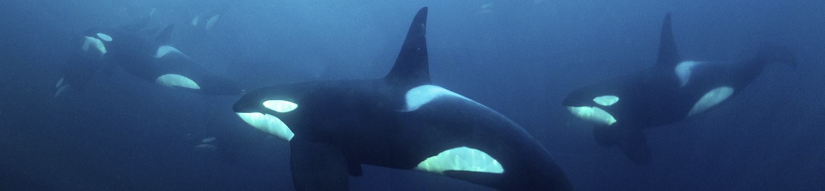 Orcas In The Arctic Ocean Diveinside News