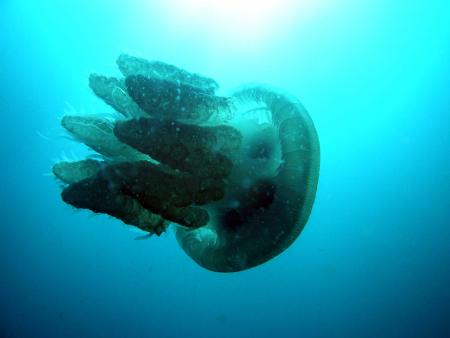 Scuba Pelicano,Isla Margarita,Juan Griego / Venezuela,Venezuela