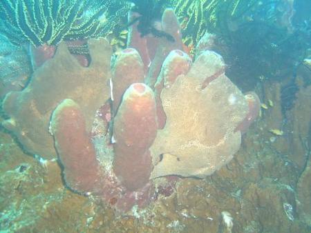 Easy Diving and Beach Resort,Sipalay,Negros occidental,Philippinen