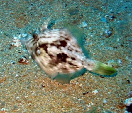 Jandia Divers,Fuerteventura,Kanarische Inseln,Spanien