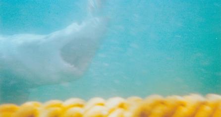 Brian McFarlanes Great White Shark Cage Diving,Gansbaai,Südafrika