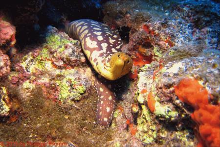 Buceo-Sub La Palma,Kanarische Inseln,Spanien