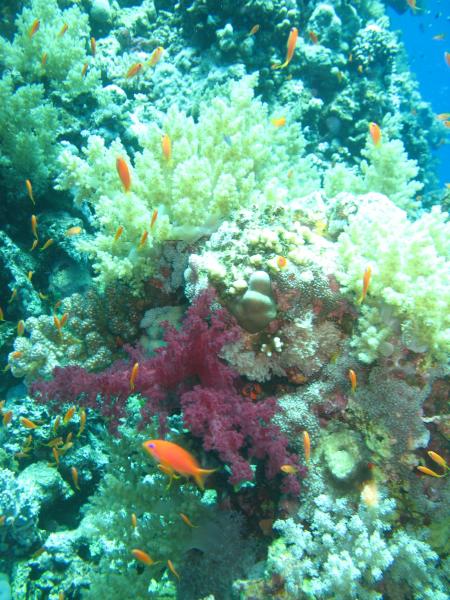 diving.DE Carnelia,El Quseir bis Port Ghalib,Ägypten
