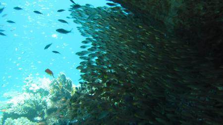 Coraya Divers,Club Paradisio,El Gouna,Hurghada,Ägypten
