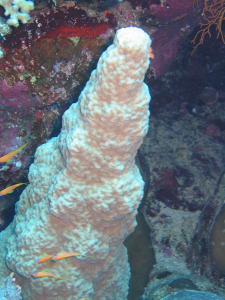 Bavaria Blue Diving,Hurghada,Ägypten