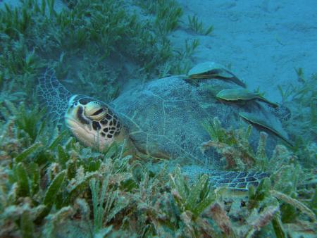 Extra Divers,Marsa Alam,Coraya Beach,Marsa Alam und südlich,Ägypten