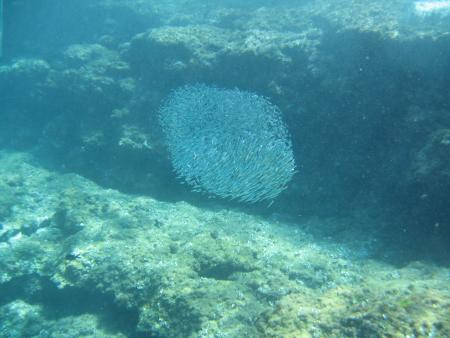 Dive & Fun,Cala D´Or,Mallorca,Balearen,Spanien