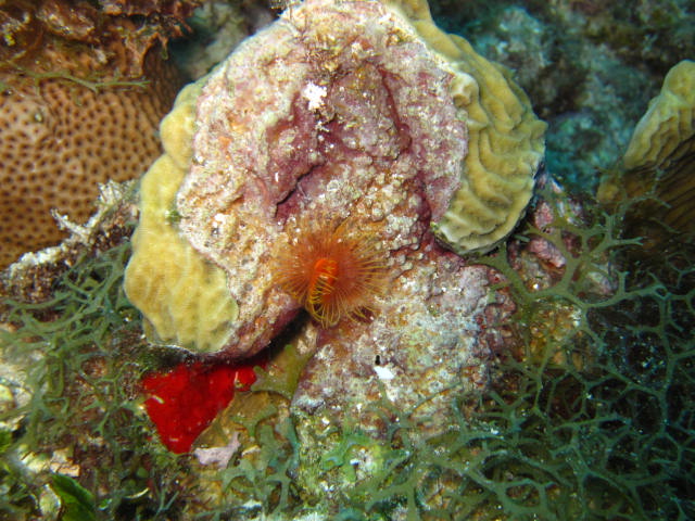 Röhrenwurm, Röhrenwurm, Reef Oasis Viva Dominican, Bayahibe, Dominikanische Republik