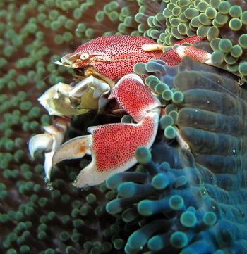 Porcelain crab, Bali - © Uwe Hahn