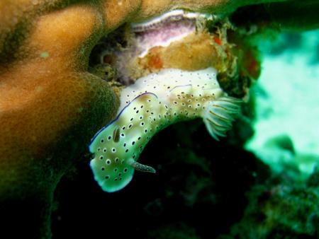 Calypso Diving,Koh Samui,Golf von Thailand,Thailand