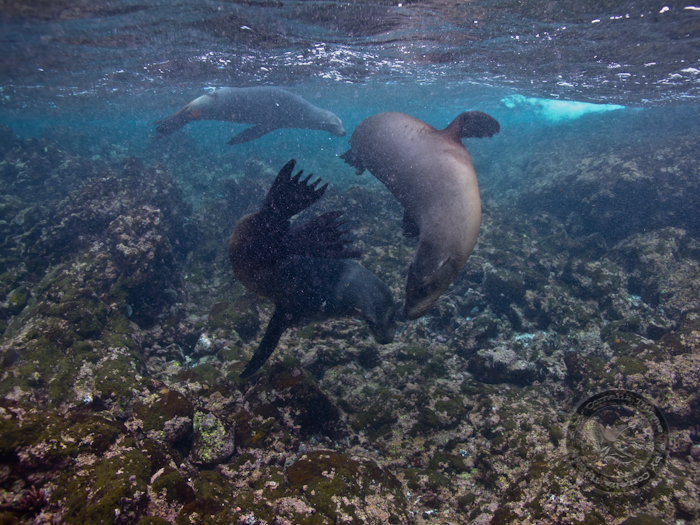 Galapagos, Galapagos Allgemein,Galapagos,Ecuador