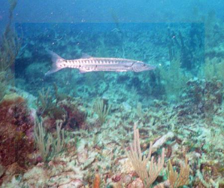 Bahia Principe Dive Center,Mexiko