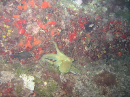 Dive & Fun,Cala D´Or,Mallorca,Balearen,Spanien