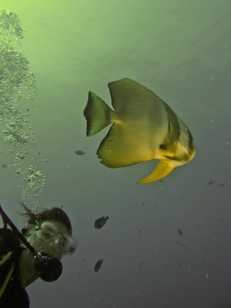 Oman Dive Center (Extra Divers),Muscat,Oman