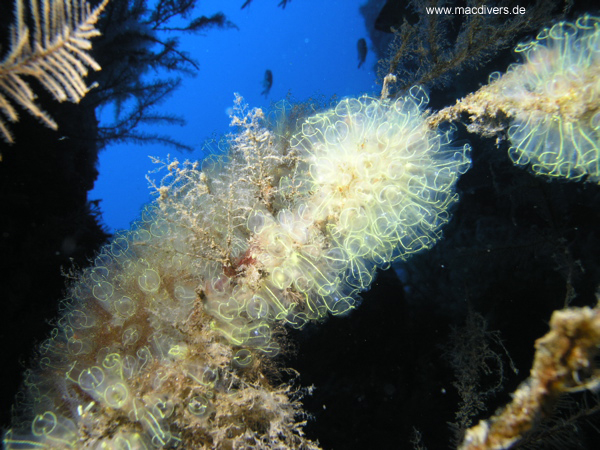 El Hierro, El Hierro,Spanien