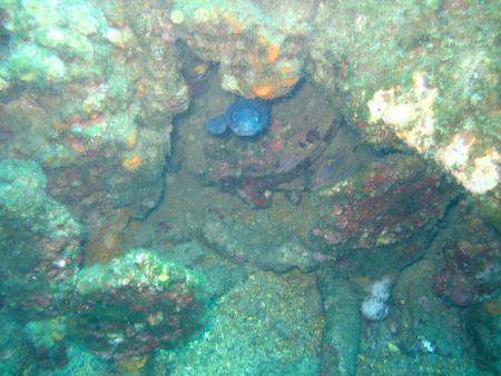 Mangrove Bay Resort,S/C Sea Anemone,Clownfish Diving,Frankreich,Ägypten,Mangrove Bay Hotel