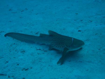 Similan Islands,Thailand