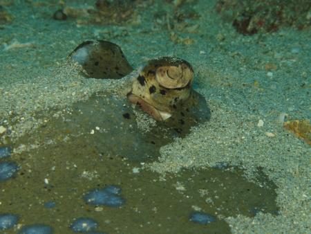 Bali Adventure Diving,Bali,Indonesien