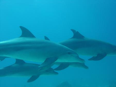 Twin Dolphin Diving Centre,Hurghada,Ägypten