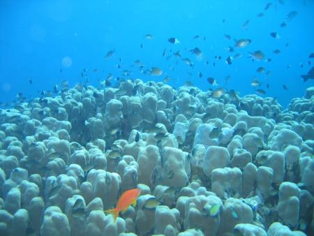TGI Diving Gorgonia Beach Resort,Marsa Alam,Marsa Alam und südlich,Ägypten