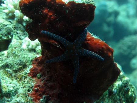 Sinai Divers,Naama Bay,Sharm el Sheikh,Sinai-Süd bis Nabq,Ägypten